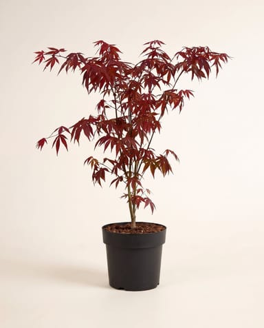 Acer Arce japonés Atropurpureum