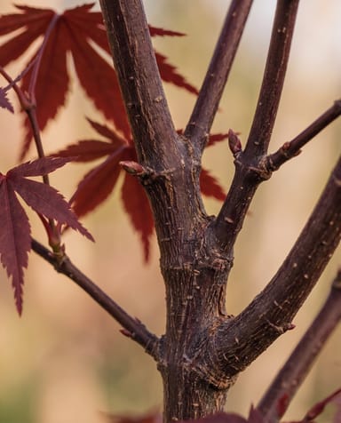 Acer Arce japonés Atropurpureum