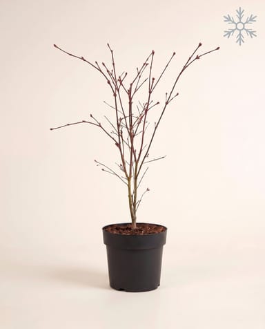 Acer Arce japonés Atropurpureum