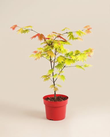 Acer Arce japonés Moonrise
