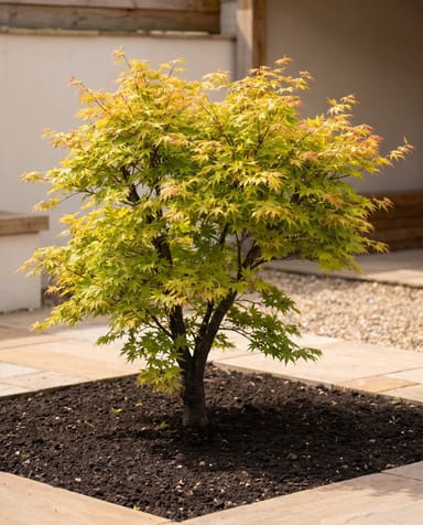 Acer Arce japonés Moonrise