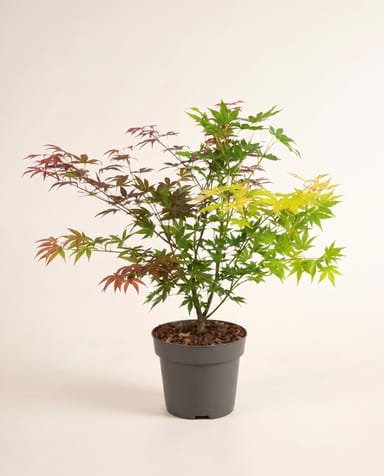 Acer Arce japonés Palmatum Festival