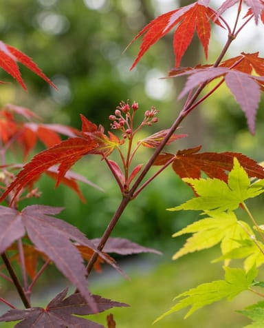 Acer Arce japonés Palmatum Festival