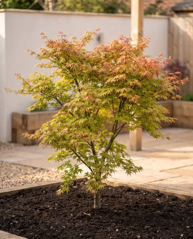 Acer Arce japonés Palmatum Festival