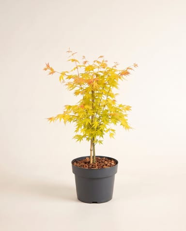 Acer Fächerahorn Palmatum Orange Dream