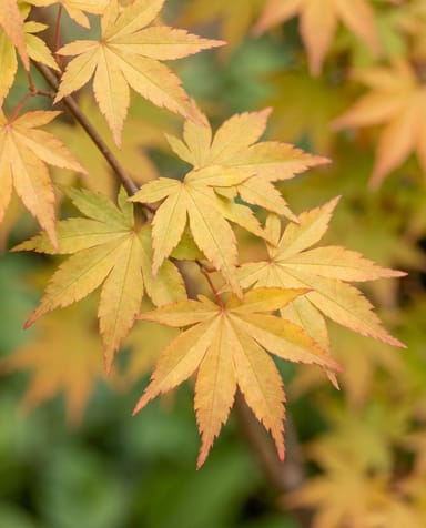 Acer Fächerahorn Palmatum Orange Dream