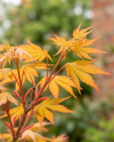 Acer Fächerahorn Palmatum Orange Dream