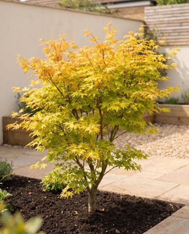 Acer Fächerahorn Palmatum Orange Dream