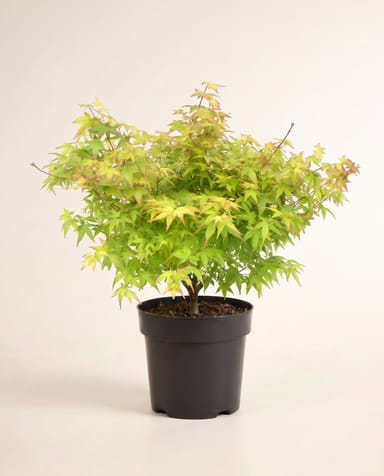 Acer Japanischer Fächerahorn Little Princess