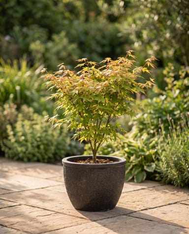 Acer Japanischer Fächerahorn Little Princess