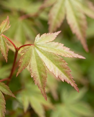 Acer Japanischer Fächerahorn Little Princess