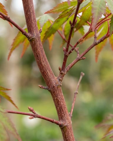 Acer Japanischer Fächerahorn Little Princess