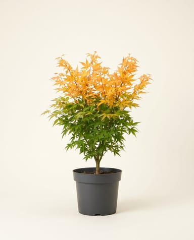 Acer Fächerahorn Palmatum Orange Dream
