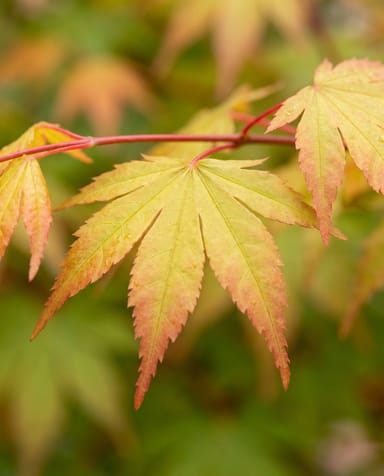 Acer Fächerahorn Palmatum Orange Dream