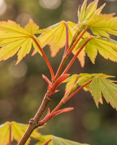 Acer Fächerahorn Palmatum Orange Dream