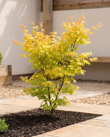 Acer Fächerahorn Palmatum Orange Dream