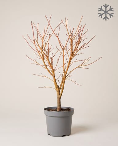Acer Fächerahorn Palmatum Orange Dream