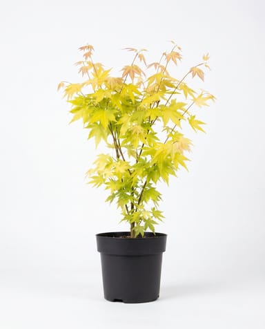 Acer Fächerahorn Orange Dream