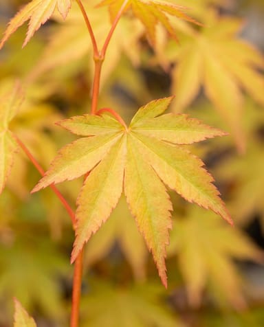 Acer Fächerahorn Orange Dream