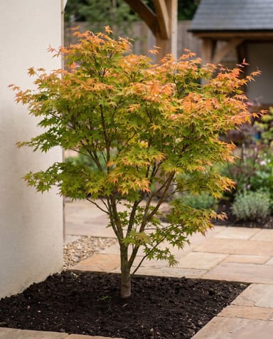 Acer Fächerahorn Orange Dream