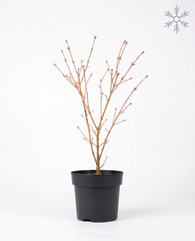 Acer Fächerahorn Orange Dream