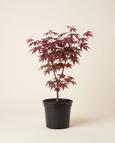 Acer Acero giapponese Atropurpureum