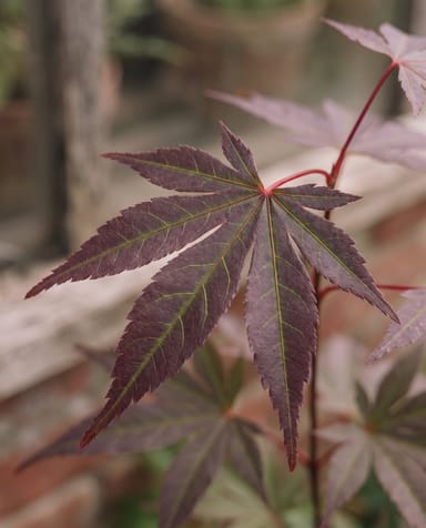 Acer Acero giapponese Atropurpureum