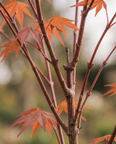 Acer Acero giapponese Atropurpureum