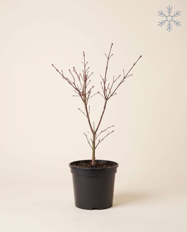 Acer Acero giapponese Atropurpureum