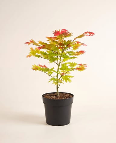 Acer Acero giapponese Moonrise