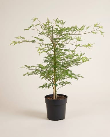 Acer Arce japonés Emerald Lace
