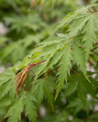 Acer Arce japonés Emerald Lace