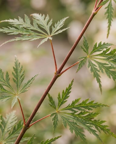 Acer Arce japonés Emerald Lace