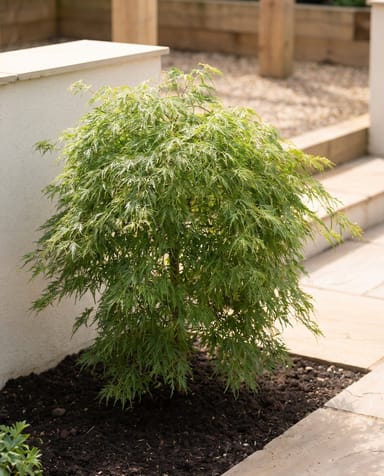 Acer Arce japonés Emerald Lace