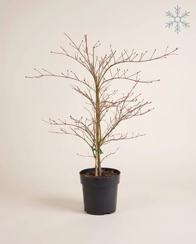 Acer Arce japonés Emerald Lace