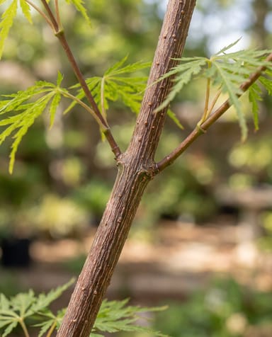 Acer Japanischer Ahorn Dissectum