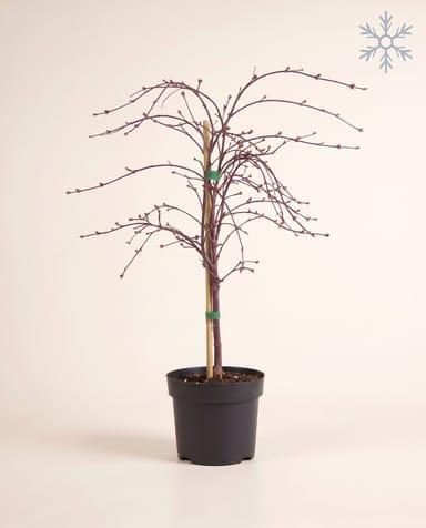 Acer Japanischer Ahorn Dissectum