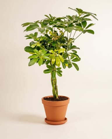 Schefflera Strahlenaralie Arboricola Gold Capella
