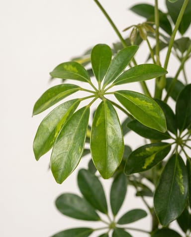 Schefflera Strahlenaralie Arboricola Gold Capella