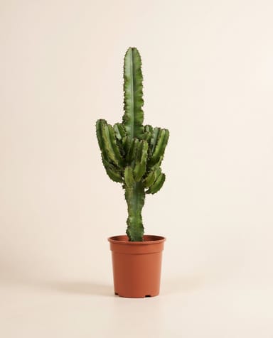 Euphorbia Wolfsmilch Eritrea