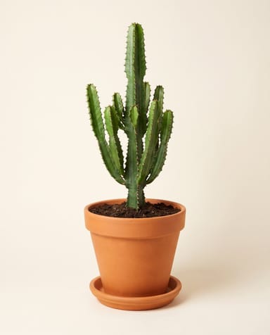 Euphorbia Wolfsmilch Eritrea