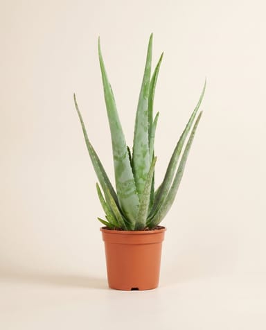Aloë Vera Aloe vera Aloë Vera