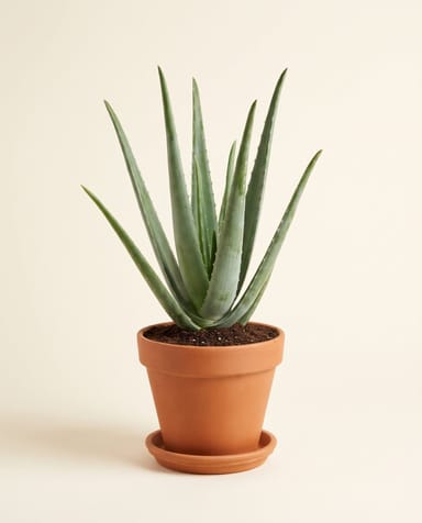 Aloë Vera Aloe vera Aloë Vera