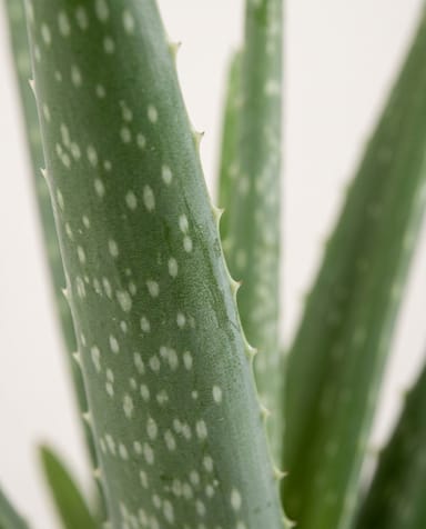 Aloë Vera Aloe vera Aloë Vera