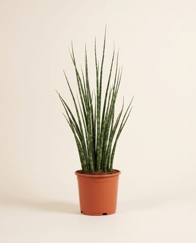 Sansevieria Bogenhanf Fernwood Mikado