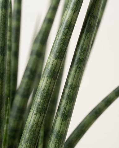 Sansevieria Bogenhanf Fernwood Mikado