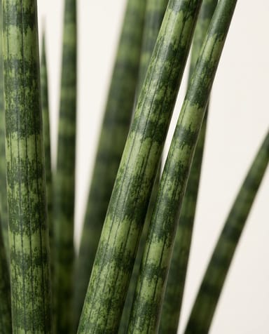 Sansevieria Bogenhanf Fernwood Mikado