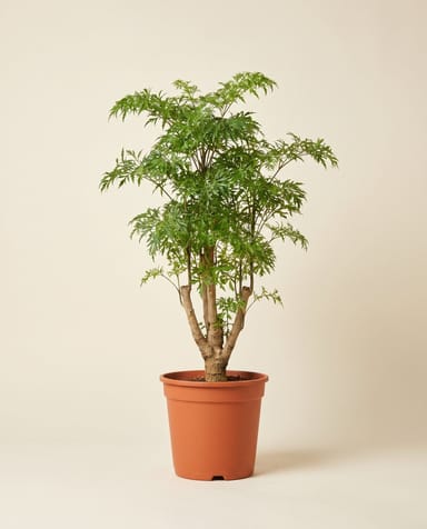 Polyscias Ming aralia Ming