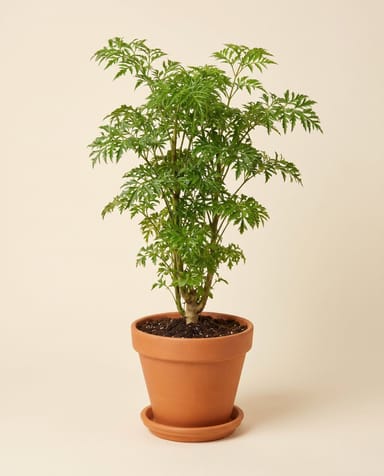 Polyscias Ming aralia Ming