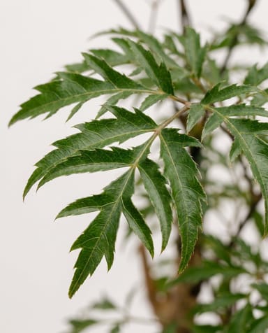 Polyscias Ming aralia Ming